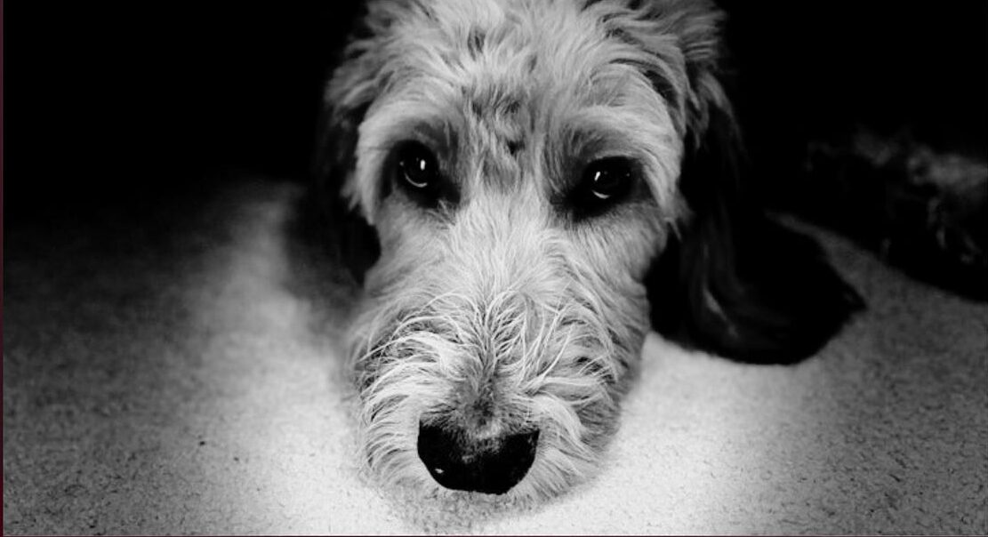 Black and white close-up photo of a dog lying down, facing the camera. The dog has a shaggy coat and soulful eyes, with a soft focus on the face and a dark, blurred background. The lighting highlights the dog’s expressive eyes and fluffy fur around the snout.